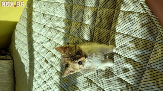 Подарявам котенце-Котки