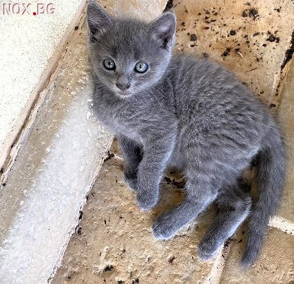 Прекрасни малки котаци-Котки
