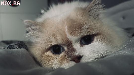 Mъжки котарак Регдол (Ragdoll) на 1.5 г. търси женска-Котки